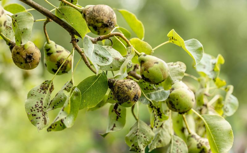 European Pears Struggle With Humidity And Disease