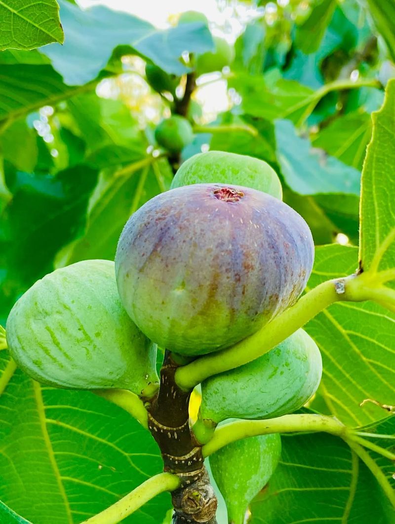 Fig Trees Push Strong New Growth After A March Trim