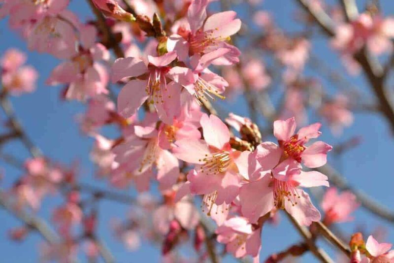 Sweet Cherry Trees (Early Blooming Varieties)