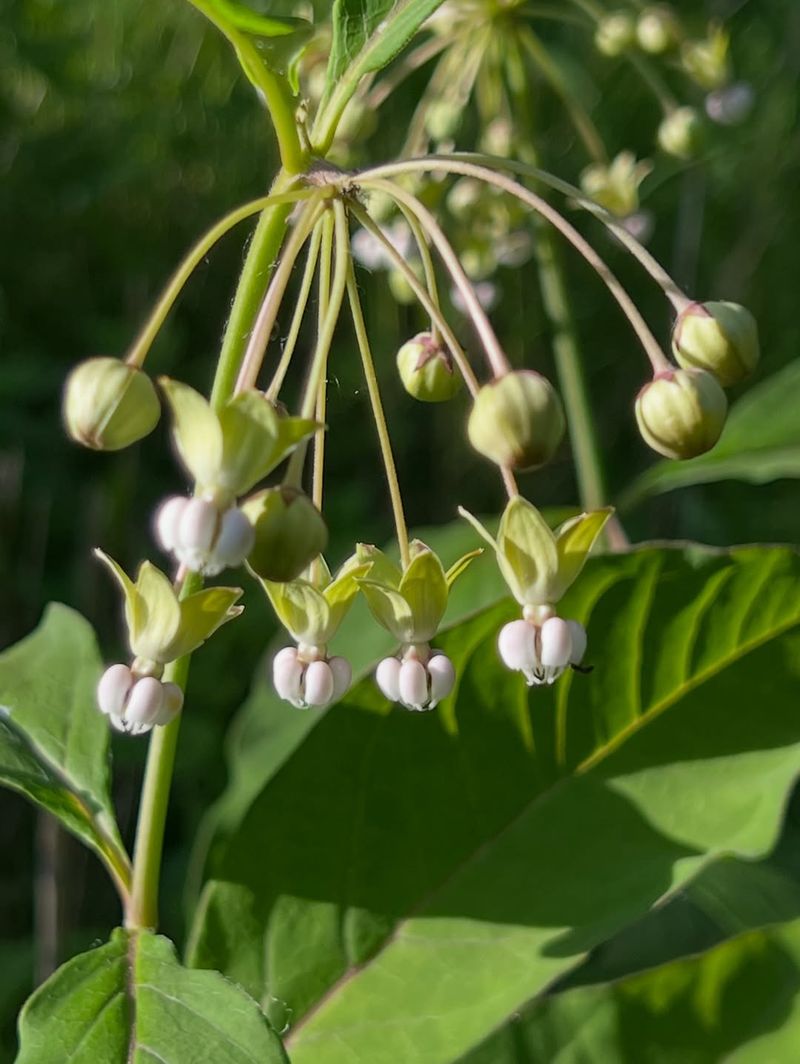 Poke Milkweed Grows Well In Partial Shade Woodland Gardens