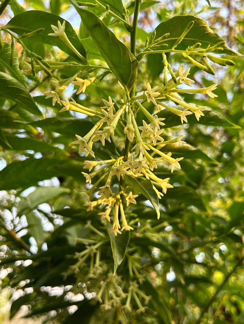 Night Blooming Jasmine Peaks After Sunset With Intense Fragrance
