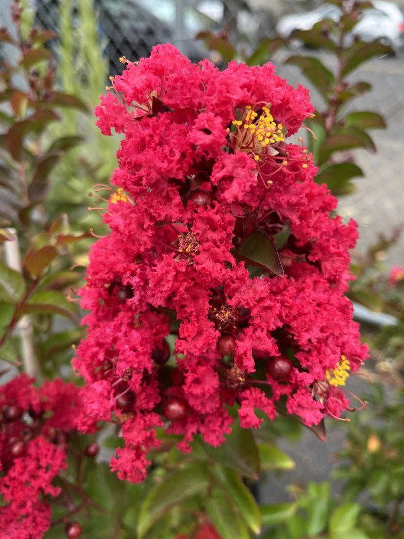 Centennial Spirit Grows Tall With Deep Red Summer Blooms