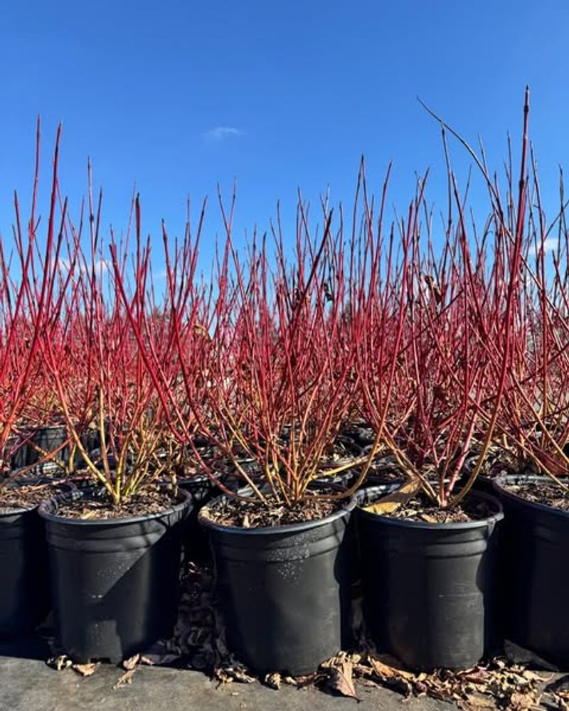 Red Osier Dogwood