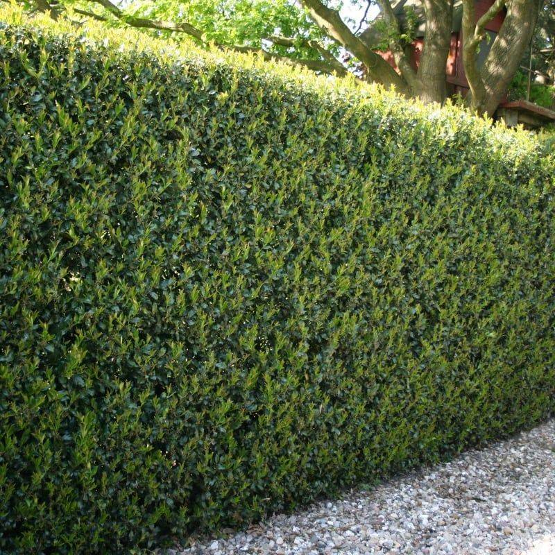 Japanese Holly Keeps Hedges Neat And Compact