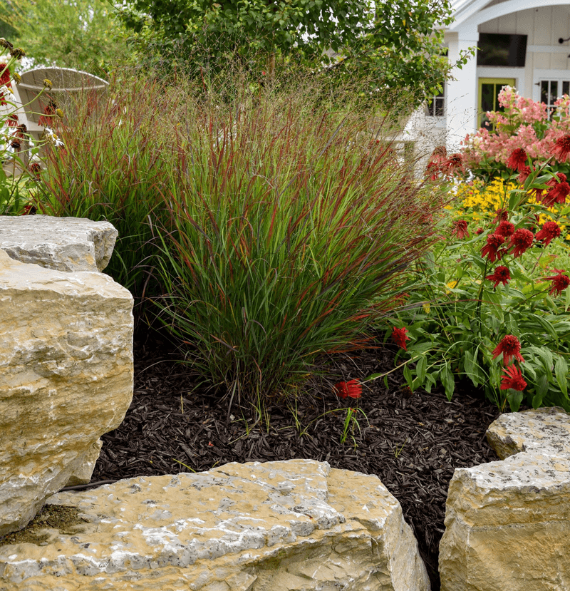 Switchgrass Creates A Natural Prairie Style Border