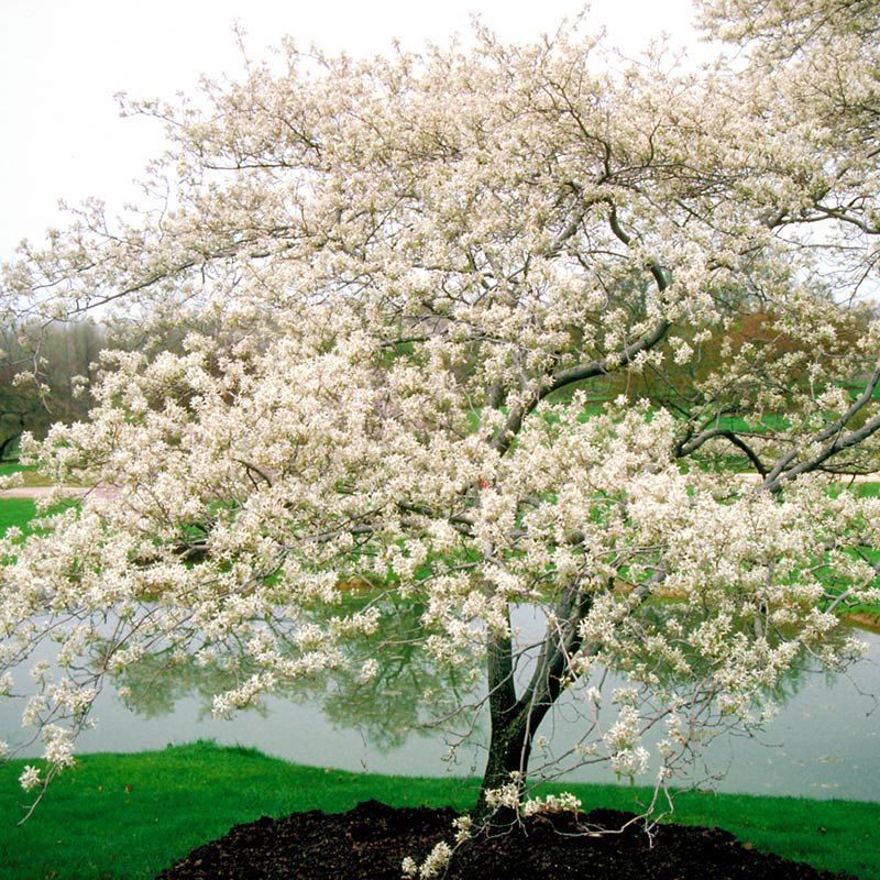 Serviceberry Adds Native Beauty With Year-Round Interest
