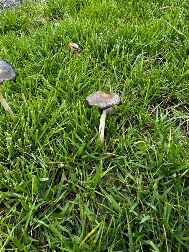 When You Should Remove Mushrooms For Safety