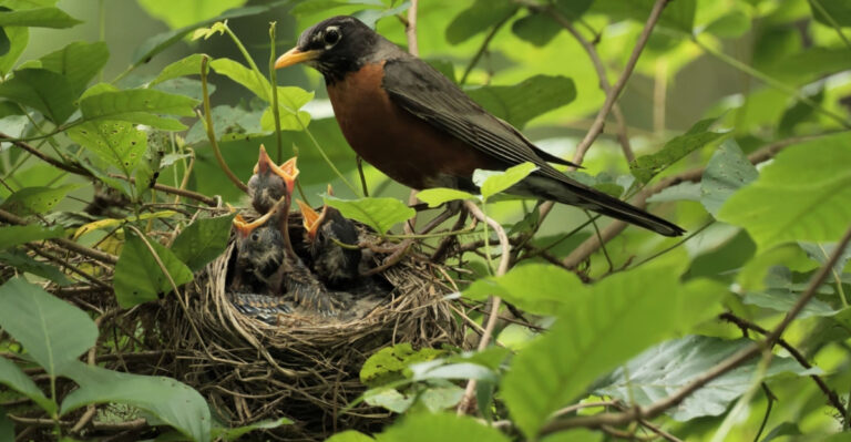 robin nest