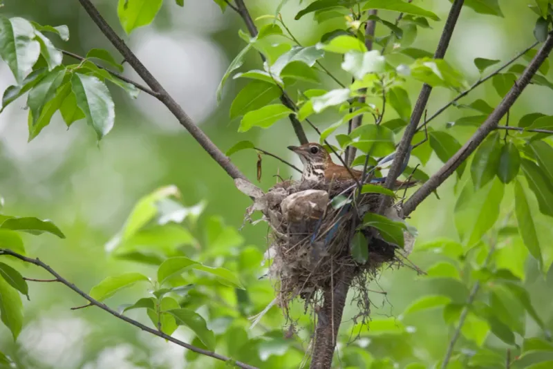 Federal Law Protects Most Active Bird Nests