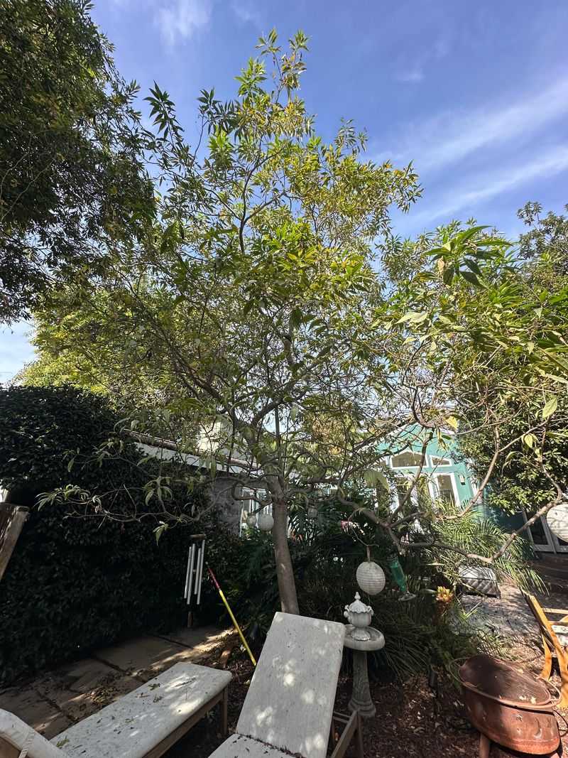 Chitalpa Responds Well To Early Spring Trimming