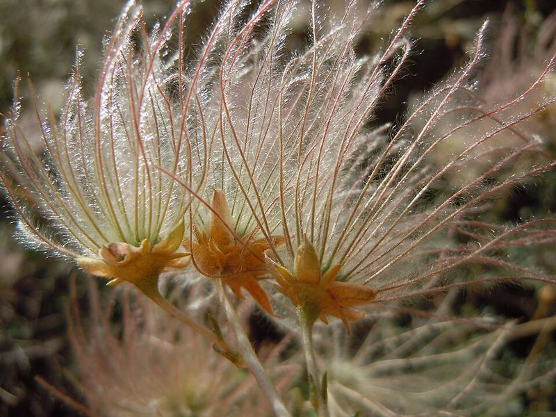 Red Yucca For Apache Plume