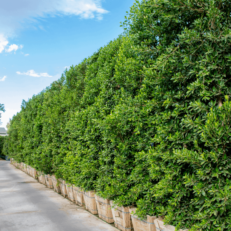 Ficus Indian Laurel Creates A Thick Green Privacy Wall