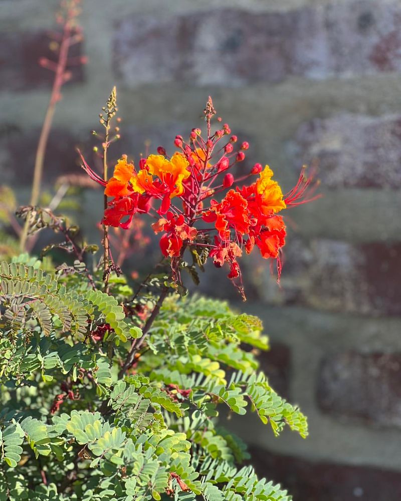 Mexican Bird Of Paradise Outgrows Containers Fast