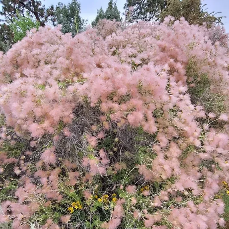 Apache Plume With White Flowers And Pink Tails