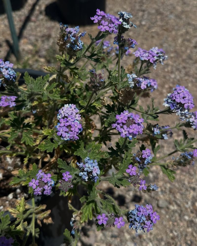 Goodding's Verbena Covers Bare Ground With Color In Warm Seasons