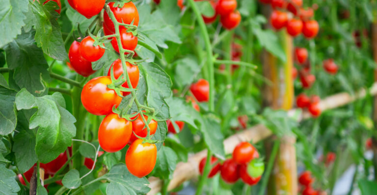 tomatoes (featured image)