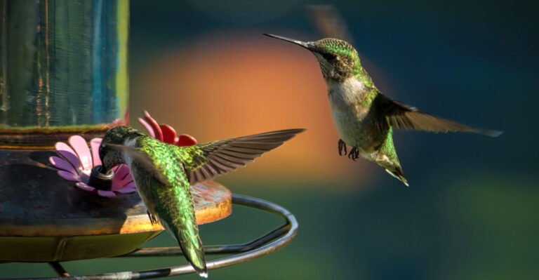Arizona Hummingbirds Are On Their Way – Here’s When To Expect Them