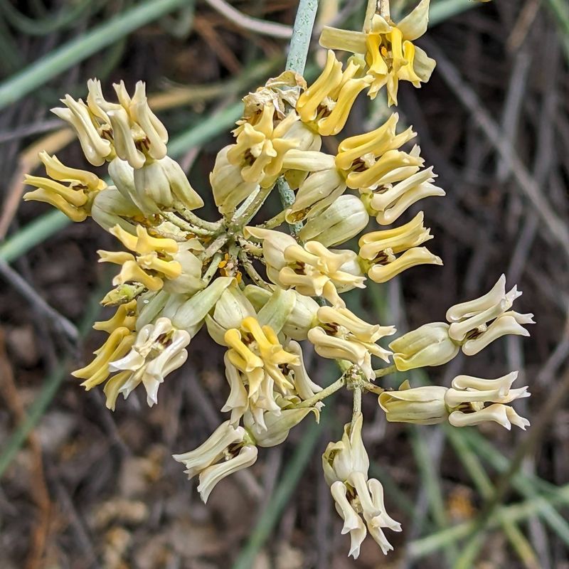 Rush Milkweed Reaching Tall And Elegant