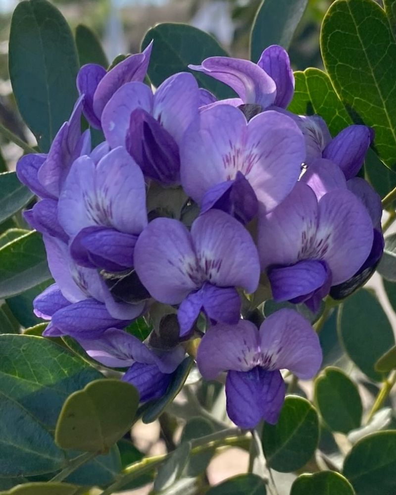 Texas Mountain Laurel Fills The Air With Sweet Spring Fragrance