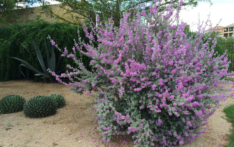 Texas Ranger Keeps Growth Thick And Full