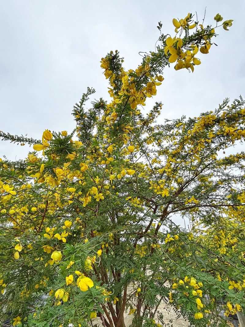 Desert Senna Produces Yellow Flowers In Warm Seasons
