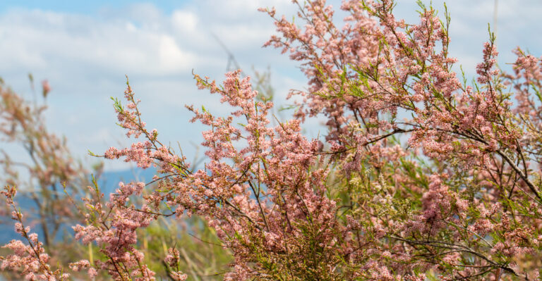 tree (featured image)