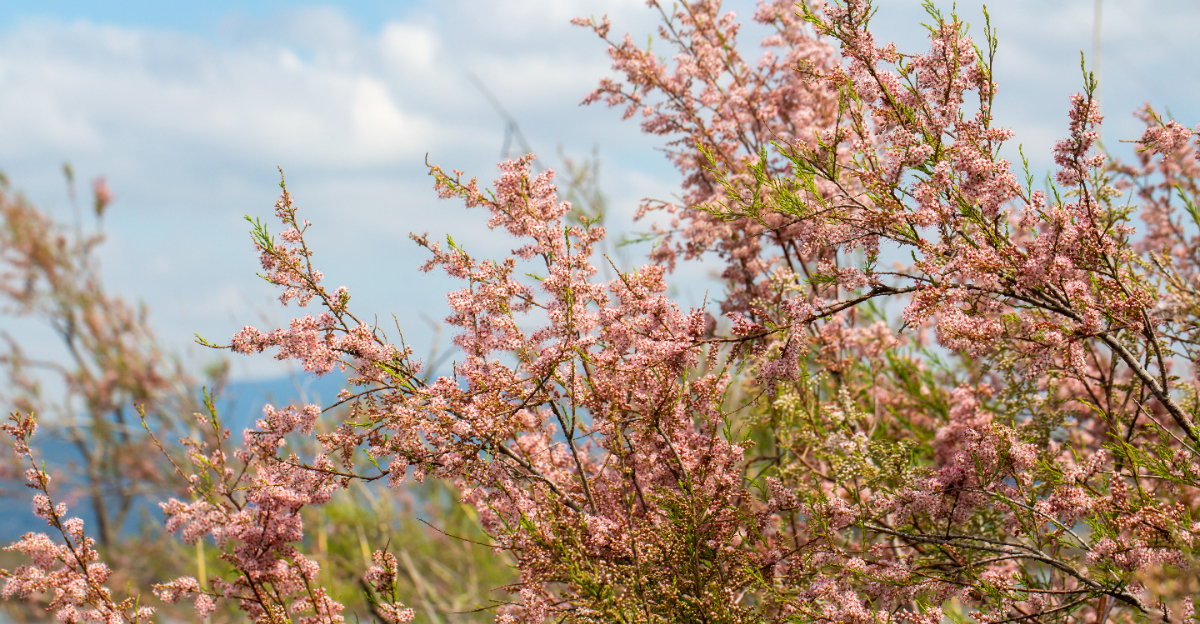 tree (featured image)