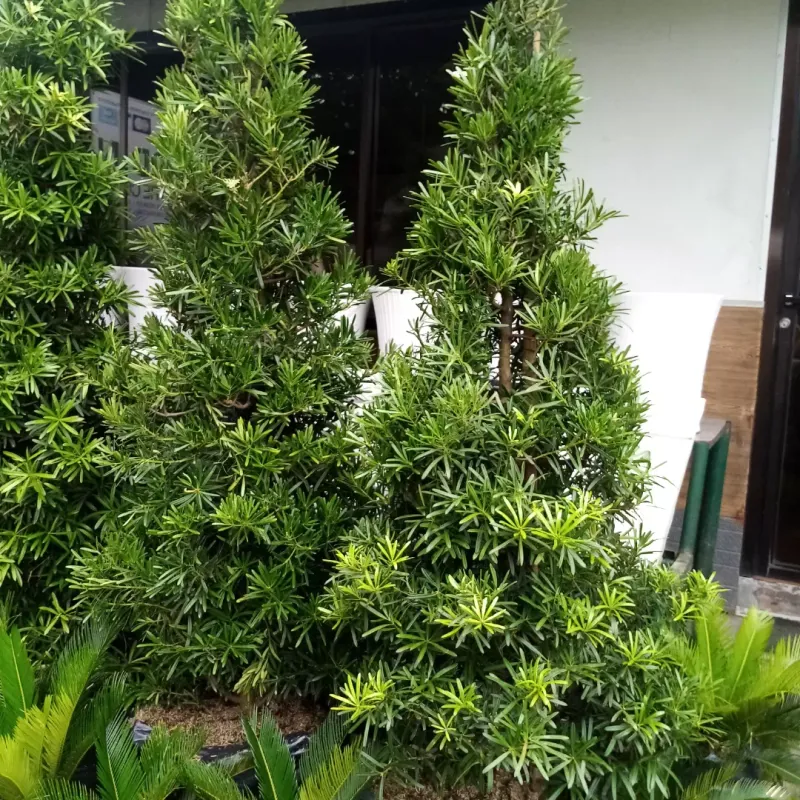 Podocarpus Works Well In Warmer Areas With Regular Water