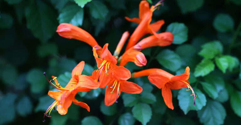 Arizona's Top 7 Year-Round Flowers And Perennial Plants For Yards
