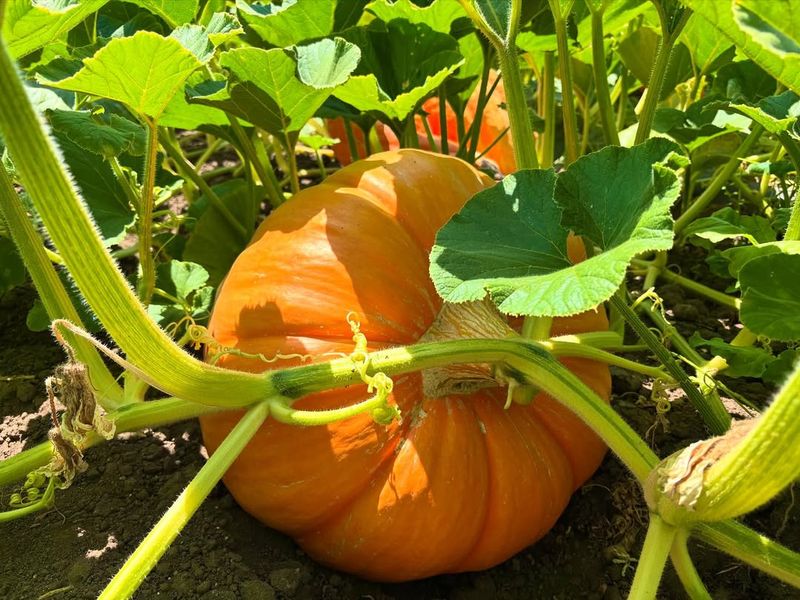 Pumpkins Need Warmer Soil And A Later Start