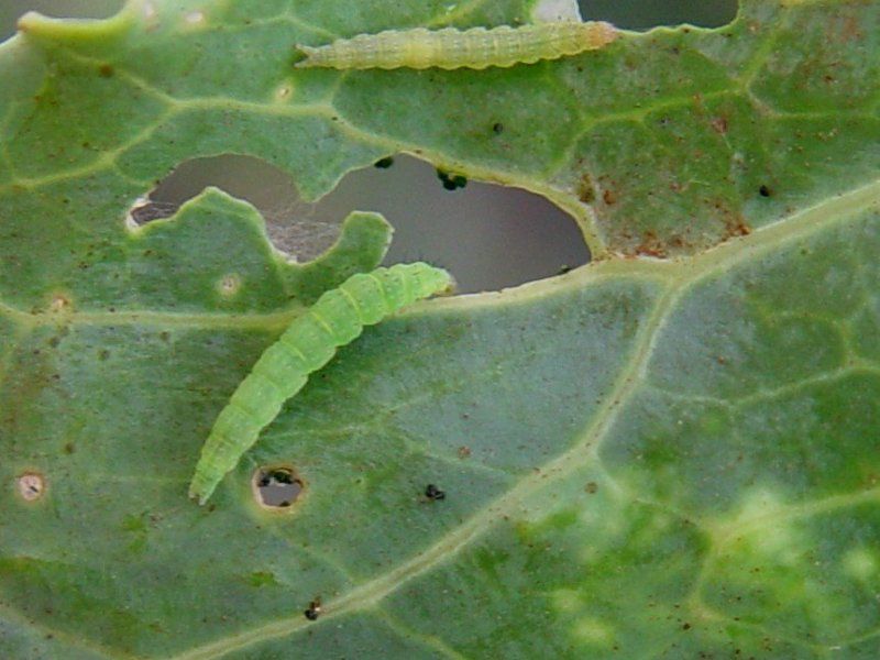 Diamondback Moth Larvae