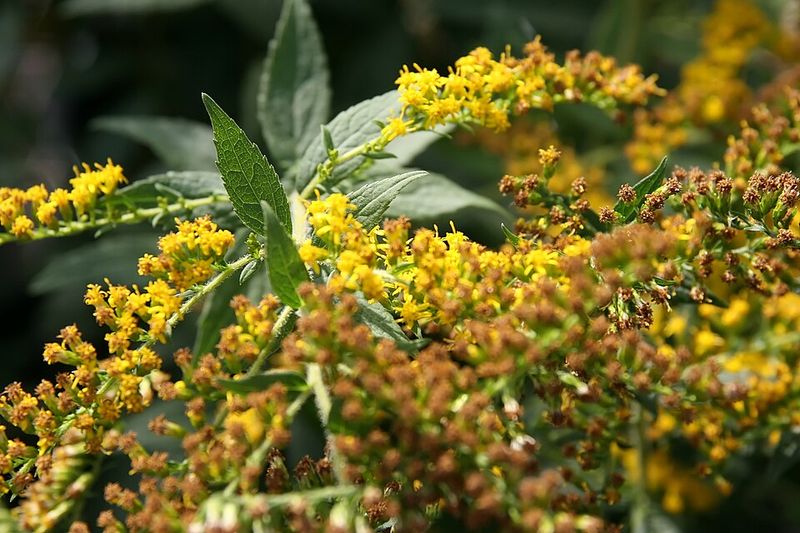 Rough Goldenrod Adds Late-Season Color And Wildlife Appeal