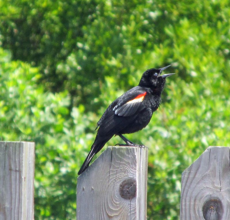 Their Presence Signals The End Of Winter For Gardens