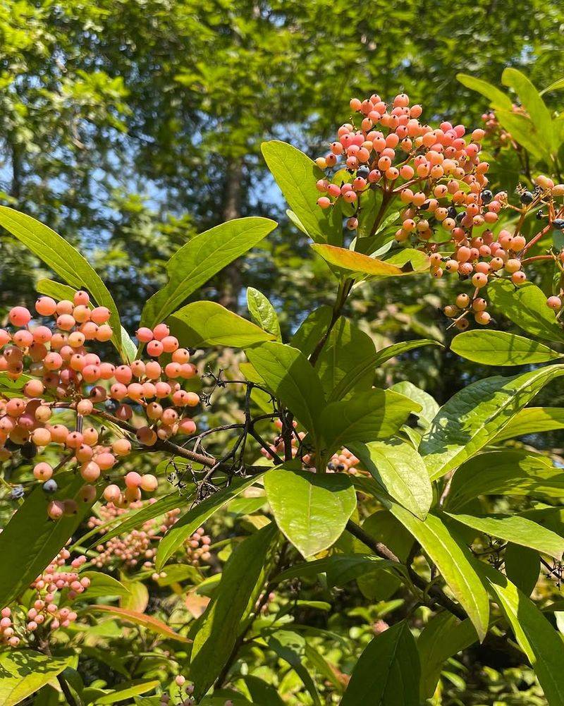 Possumhaw Viburnum Brings Seasonal Privacy And Color