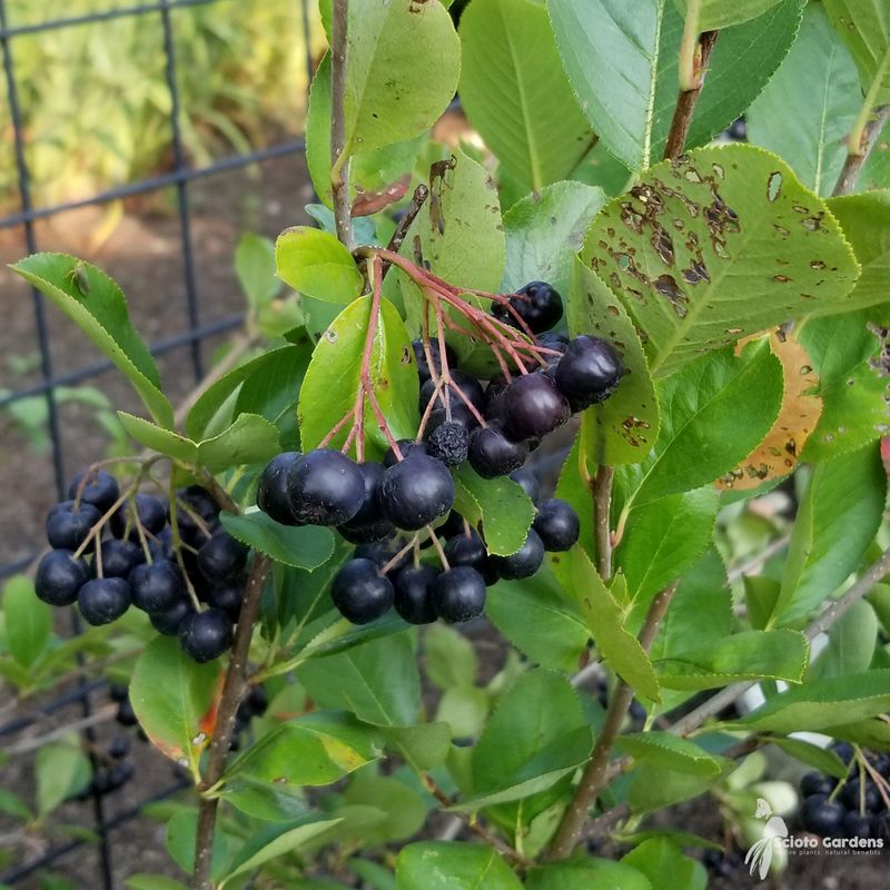 Black Chokeberry Brings Color To Stubborn Soil