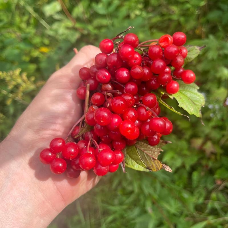Highbush Cranberry Glowing With Jewel-Like Berries