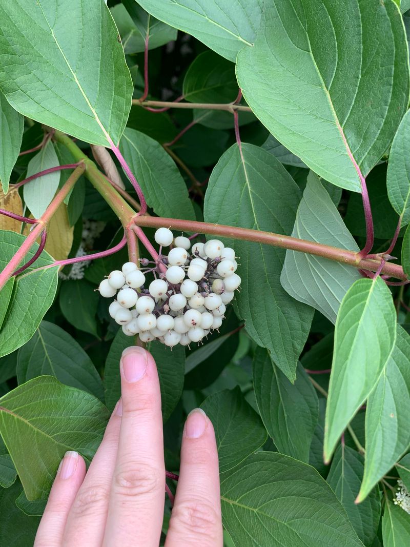 Gray Dogwood And Its Subtle, Elegant Berries