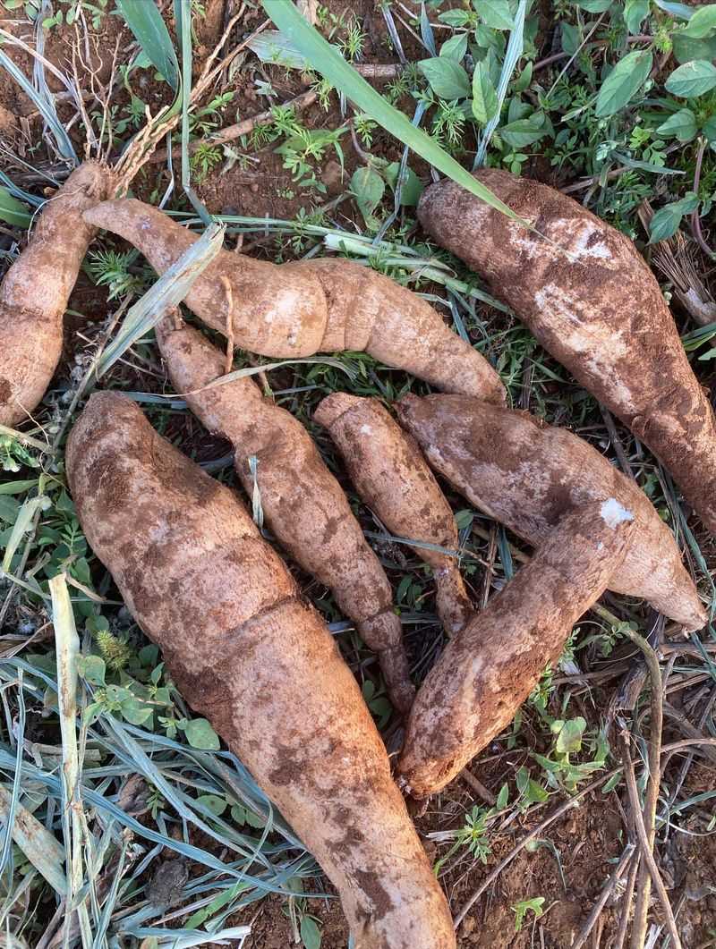 Cassava Delivers Roots And Greens Year After Year