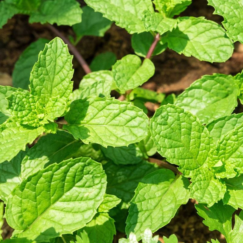 Mint That Spreads Faster Than You Can Catch It