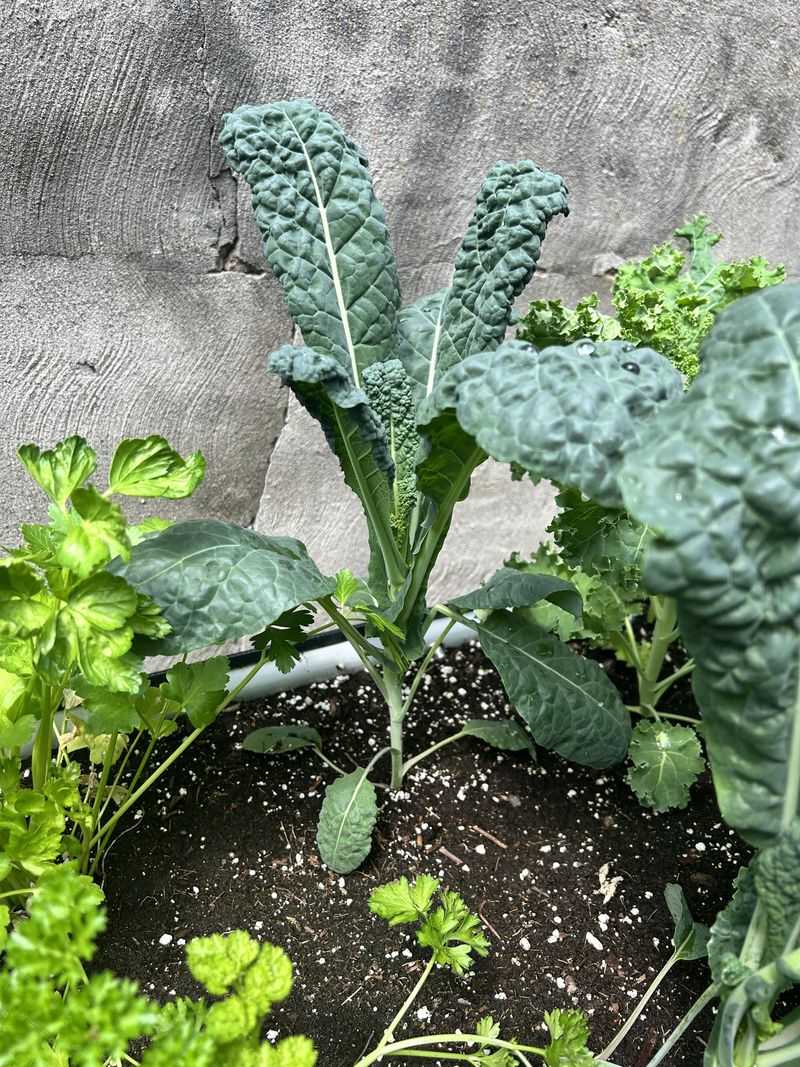 Kale