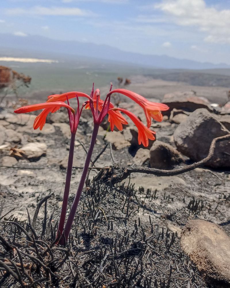 Smoke Signals Growth