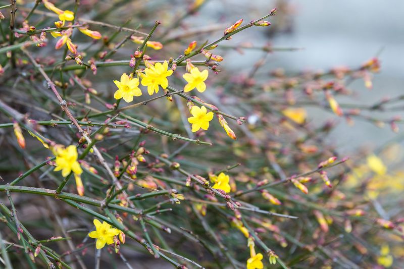 Winter Jasmine Brightens Cool Season Spaces With Yellow Flowers