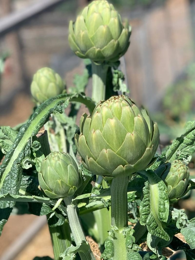 Artichokes Provide Multiple Harvests Year After Year