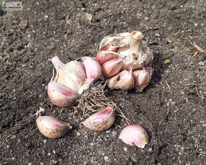 Garlic Needing Better Drainage
