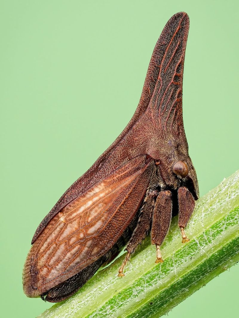 Treehopper 