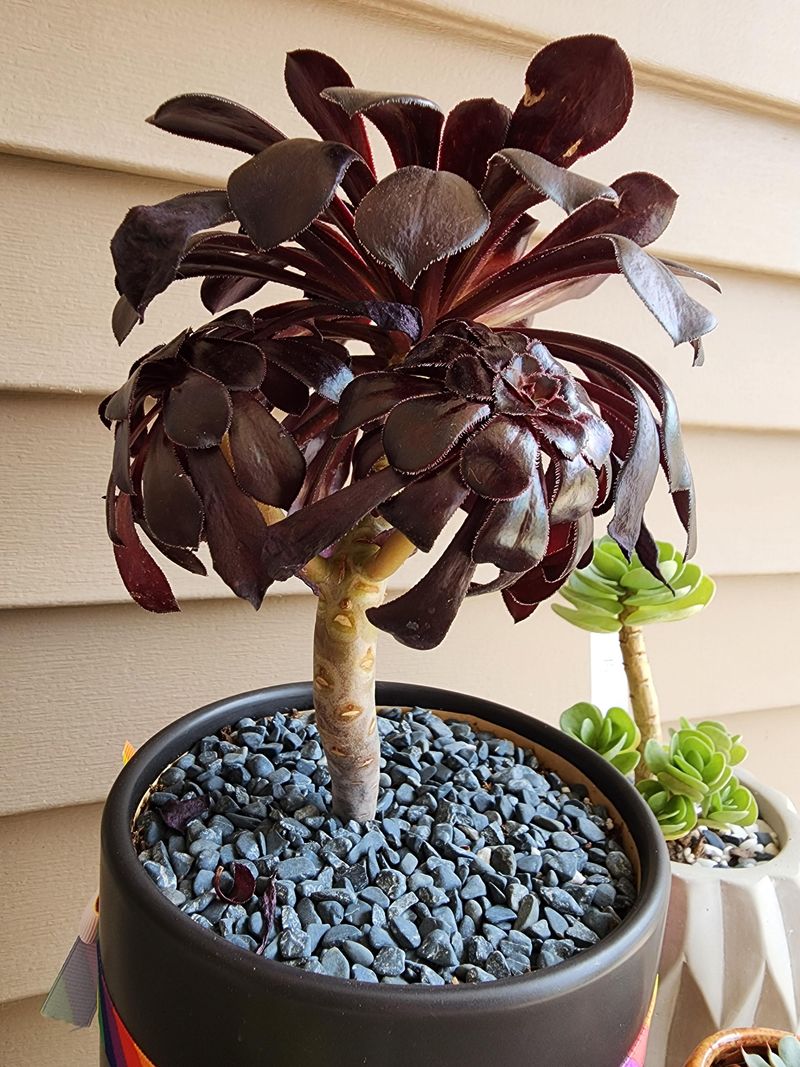 Stop Watering Immediately