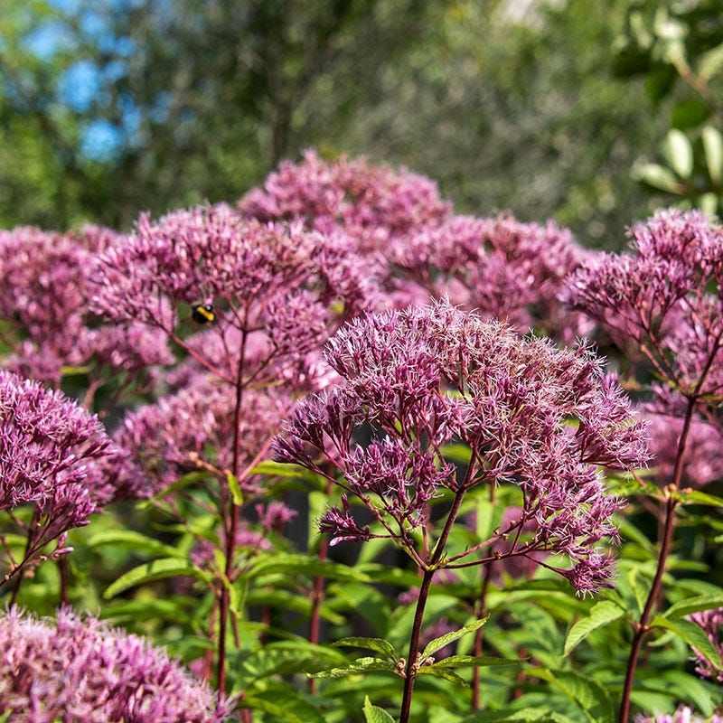 Joe Pye Weed Loves The Kind Of Moisture Clay Often Holds