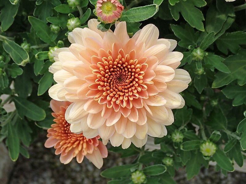 Garden Mums Bring Rich Fall Color When Many Summer Plants Begin Slowing Down