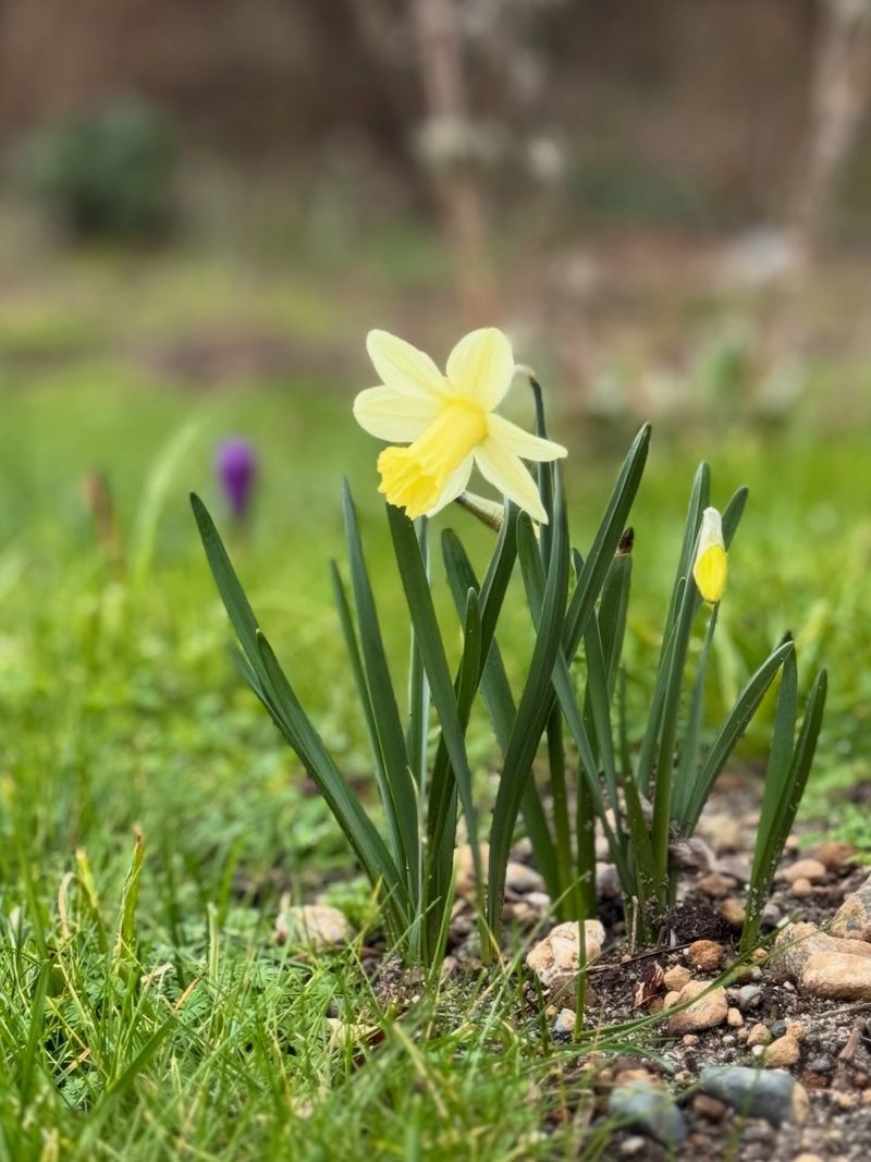 Daffodils Signaling The Arrival Of Spring