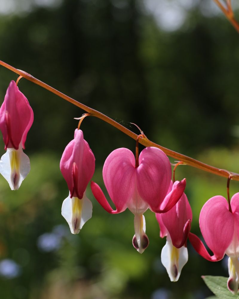 Bleeding Heart